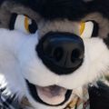 Profile picture chazzcoyote.bsky.social
