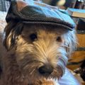 Profile picture igary.bsky.social