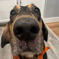 Profile picture hinglemcskringle.bsky.social