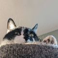 Profile picture scamperbeasts.bsky.social