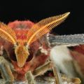 Profile picture attacus.net