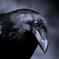Profile picture wolfssong.bsky.social