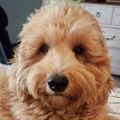 Profile picture sylvie-7.bsky.social