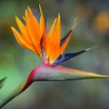 Profile picture crownflower.bsky.social