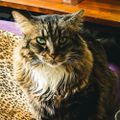 Profile picture monty-da-cat.bsky.social
