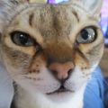 Profile picture badkittyspot.bsky.social