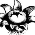 Profile picture stelliform.press