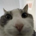 Profile picture catconnosuier.bsky.social
