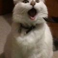 Profile picture trump-is-not-a-cat.bsky.social