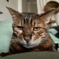 Profile picture petritoropainen.bsky.social
