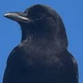 Profile picture lizzydarkwings.bsky.social