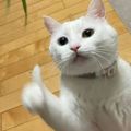 Profile picture sonofbitchelonmusk.bsky.social