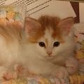 Profile picture catcarenetworkiowa.bsky.social