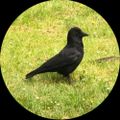 Profile picture rebeccaradnor.bsky.social