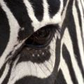 Profile picture cocoari.bsky.social