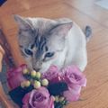Profile picture honeybs60.bsky.social