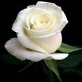 Profile picture pkdof.bsky.social