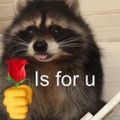 Profile picture jumboraccoon.bsky.social