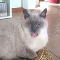 Profile picture bacaham.bsky.social
