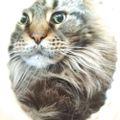 Profile picture mucogi.bsky.social