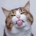 Profile picture coloradocoreen.bsky.social