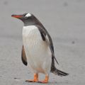 Profile picture stephypenguin.bsky.social
