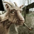 Profile picture chuckgoat.bsky.social