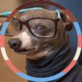 Profile picture catwillscream.bsky.social