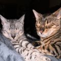 Profile picture jjluvscats.bsky.social
