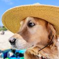 Profile picture therapydoggo.bsky.social