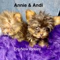Profile picture tinynewyorkies.bsky.social