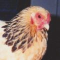 Profile picture henshaven.bsky.social