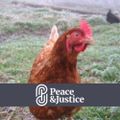 Profile picture veg-grower.bsky.social