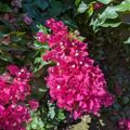 Profile picture esmegrubb.bsky.social