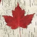 Profile picture danaclendenning.bsky.social