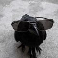 Profile picture columnistcrow.bsky.social