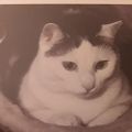 Profile picture tierverliebt.bsky.social
