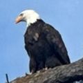 Profile picture eaglealliance.bsky.social