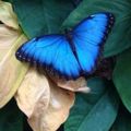 Profile picture bluebutterfly1225.bsky.social