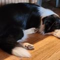 Profile picture aussies3.bsky.social