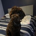 Profile picture stremblay.bsky.social