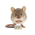 Profile picture zorusara.bsky.social