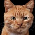 Profile picture ivan-biber.bsky.social