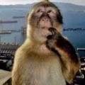 Profile picture dusunenmaymunn.bsky.social
