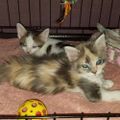 Profile picture kittenmom.bsky.social