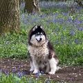 Profile picture wolfwoman1.bsky.social