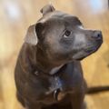 Profile picture catthedog.bsky.social