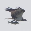 Profile picture alisoncopland.bsky.social