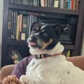 Profile picture stella-lugosi.bsky.social