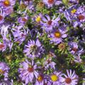 Profile picture ilikegardens.bsky.social